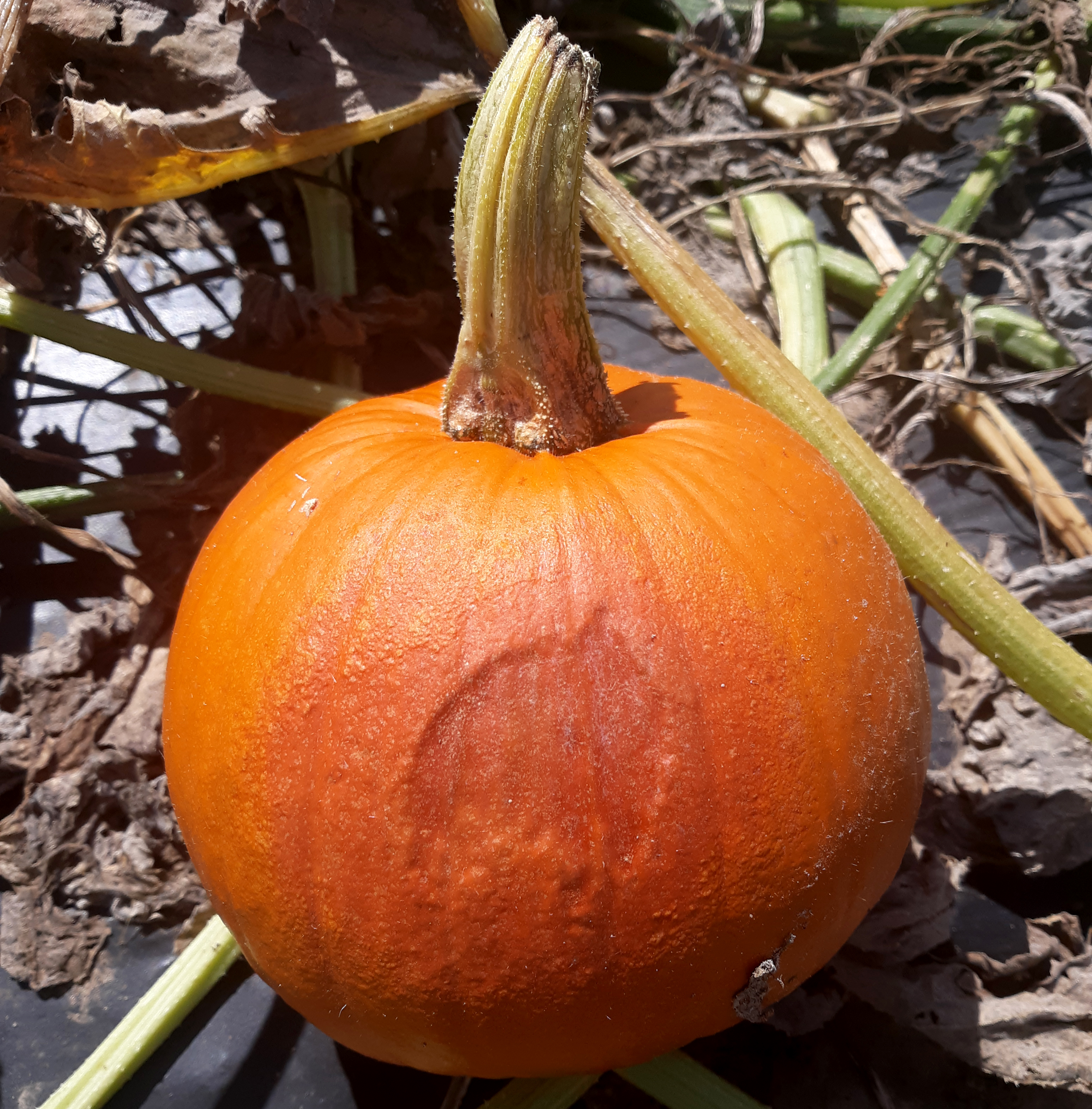 Sunburn on pumpkin